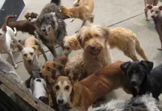 Congreso aprobó norma que establece esterilización de perros y gatos como política de salud pública