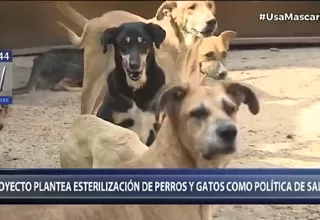 Presentan proyecto para que esterilización de perros y gatos sea política de salud pública