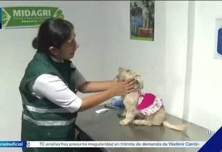 Conozca los requisitos para viajar con mascotas en feriados