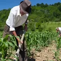 Consejo de Ministros aprobó decreto de urgencia para la compra de fertilizantes 