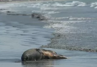 Continúa recojo de los 500 lobos marinos muertos en playa de Chimbote