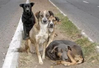 Convocan a una manifestación contra el maltrato a los animales