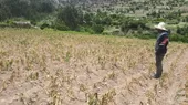 Heladas y mal tiempo dañaron hectáreas de cultivos en el Cusco - Noticias de heladas