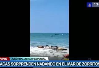 Una decena de vacas sorprenden al nadar en el mar de Zorritos