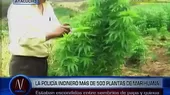 Hallan 500 plantones de marihuana escondidos entre sembríos de papa y quinua - Noticias de quinua