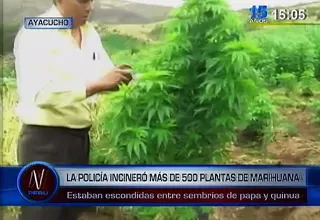 Hallan 500 plantones de marihuana escondidos entre sembríos de papa y quinua