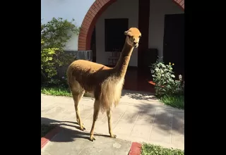 Vicuña murió durante traslado en Nasca tras intervención del Minagri