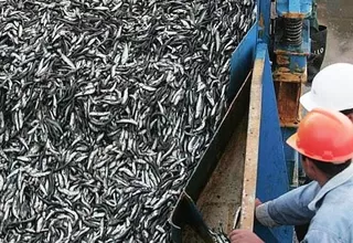 Desvío de anchoveta hacia consumo indirecto aumentó pese a ordenamiento pesquero