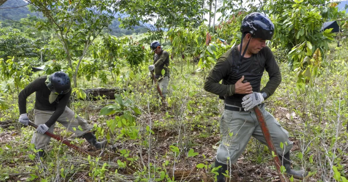 Devida busca reducir mil hectáreas de coca, afirma Ricardo Soberón