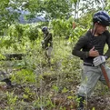 Devida busca reducir mil hectáreas de coca, afirma Ricardo Soberón