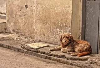 Organizan ayuda para animales afectados por huaicos en Chosica