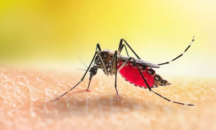 EsSalud: Al Menos 10 Días Dura La Fase Del Dengue Siendo La Fiebre Uno ...