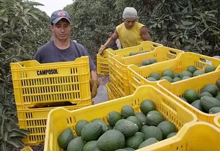 Exportación de palta Hass a Chile aumentó en más de 300%