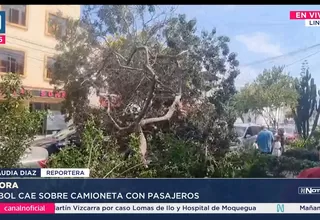 Familia se salva de morir tras caída de un árbol en Lince