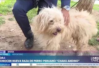 FECAM reconoce al Chaku Andino como raza originaria del Perú