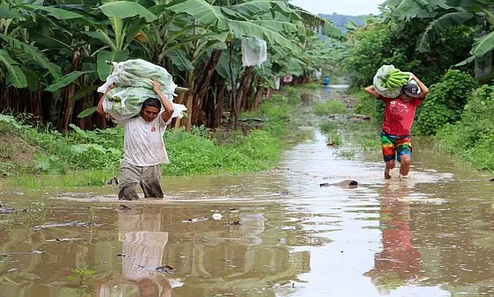 Fenómeno El Niño Más De 93 Mil Hectáreas De Cultivo Fueron Afectadas En El País Canal N 4756