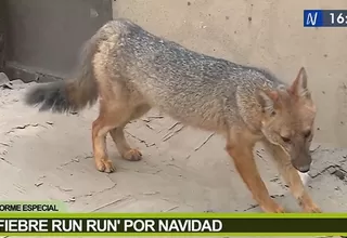 Fiebre Run Run por Navidad