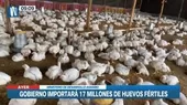 Gripe aviar: Perú importará 17 millones de huevos para asegurar producción de pollo - Noticias de gripe aviar