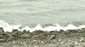 Hallan pelícanos muertos en San Bartolo  - Noticias de pelicanos