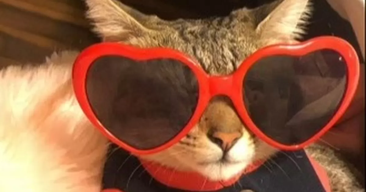 Hoy se celebra el Día internacional del Gato