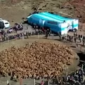 Huancavelica: tradicional Chaccu de vicuña para promover el turismo