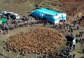 Huancavelica: tradicional Chaccu de vicuña para promover el turismo