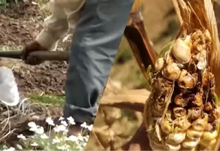 Huancayo: Agricultores perdieron el 80% de sus cultivos por plaga