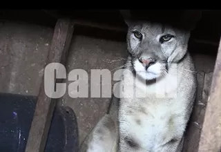 Huanta: puma andino sorprendió a familia dentro de su vivienda