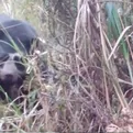 Huánuco: Avistan oso de anteojos andino