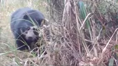 Huánuco: Avistan oso de anteojos andino - Noticias de oso-paddington