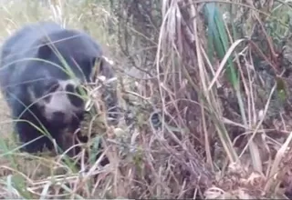 Huánuco: Avistan oso de anteojos andino