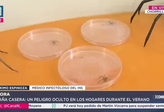 INS advierte aumento de presencia de araña casera en verano