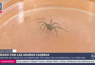 INS: Araña doméstica causa 40 mordeduras y un fallecido en lo que va del verano