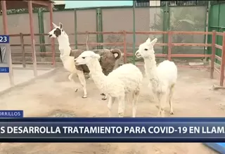 INS desarrolla tratamiento contra COVID-19 usando anticuerpos de llamas