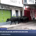 Iquitos: Búfalos escapan de granja e invaden calles en San Juan