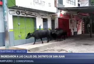 Iquitos: Búfalos escapan de granja e invaden calles en San Juan