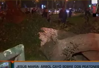 Jesús María: árbol cayó sobre dos peatones