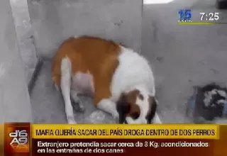 Ciudadano mexicano pretendía sacar tres kilos de droga dentro de dos perros