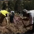 Junín: empadronan a agricultores para entrega de bono