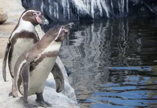 Lambayeque: fuerte oleaje no afectó a pingüino de Humboldt