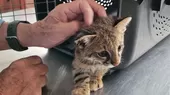 Lambayeque: Serfor rescata gato del desierto que era criado como mascota - Noticias de lambayeque