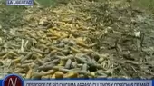 La Libertad: Desborde de río Chicama arrasó cultivos y cosechas de maíz  - Noticias de rio-suches