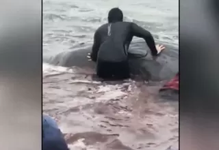 Cría de cachalote murió luego de que la rescataran de la playa San Bartolo