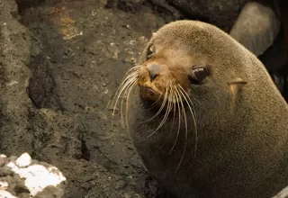 Lobo marino quedó varado en la Costa Verde