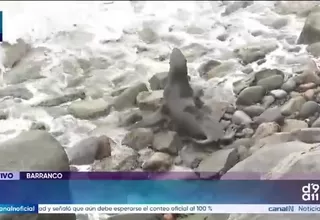 Lobo marino regresó al mar tras permanecer varado en Costa Verde