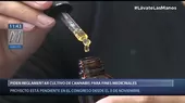 Piden reglamentar cultivo de cannabis con fines medicinales - Noticias de oxigeno-medicinal