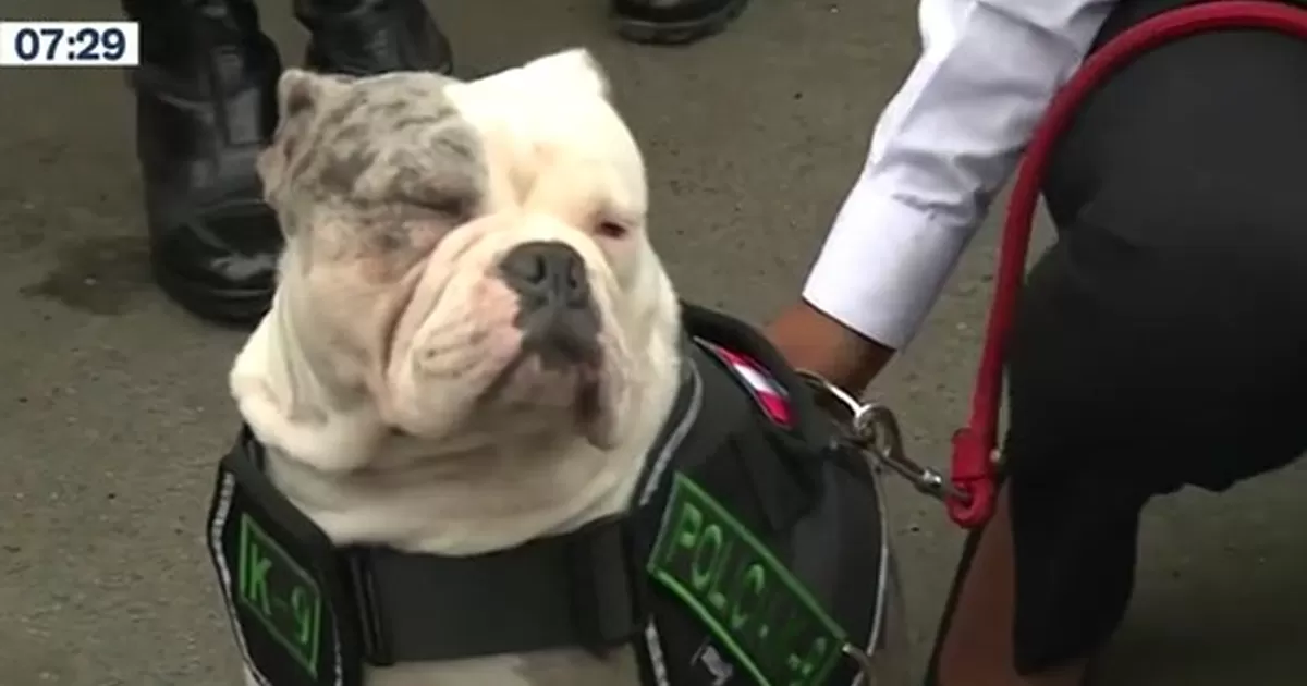Max, el bulldog maltratado por extrabajador del Congreso se incorporará a la Policía canina