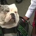 Max, el bulldog maltratado por extrabajador del Congreso, se incorporará a la Policía canina
