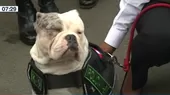 Max, el bulldog maltratado por extrabajador del Congreso, se incorporará a la Policía canina - Noticias de maltrato-animal