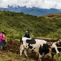 Midagri: adjudican compra de urea